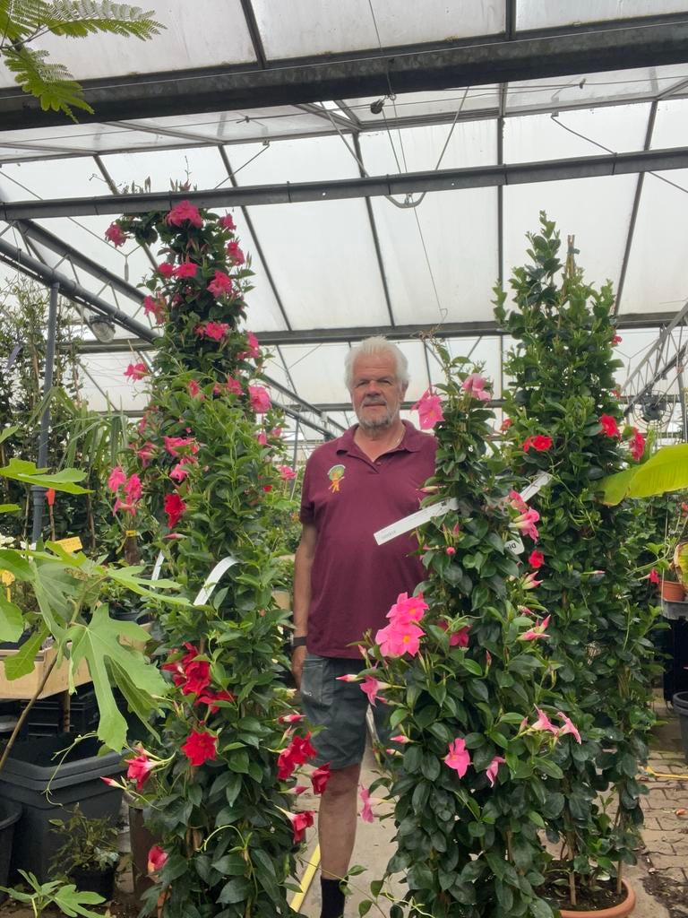 Mandeville planten in diverse hoogtes en prijzen, Ophalen, Volle zon, Eenjarig, Klimplanten