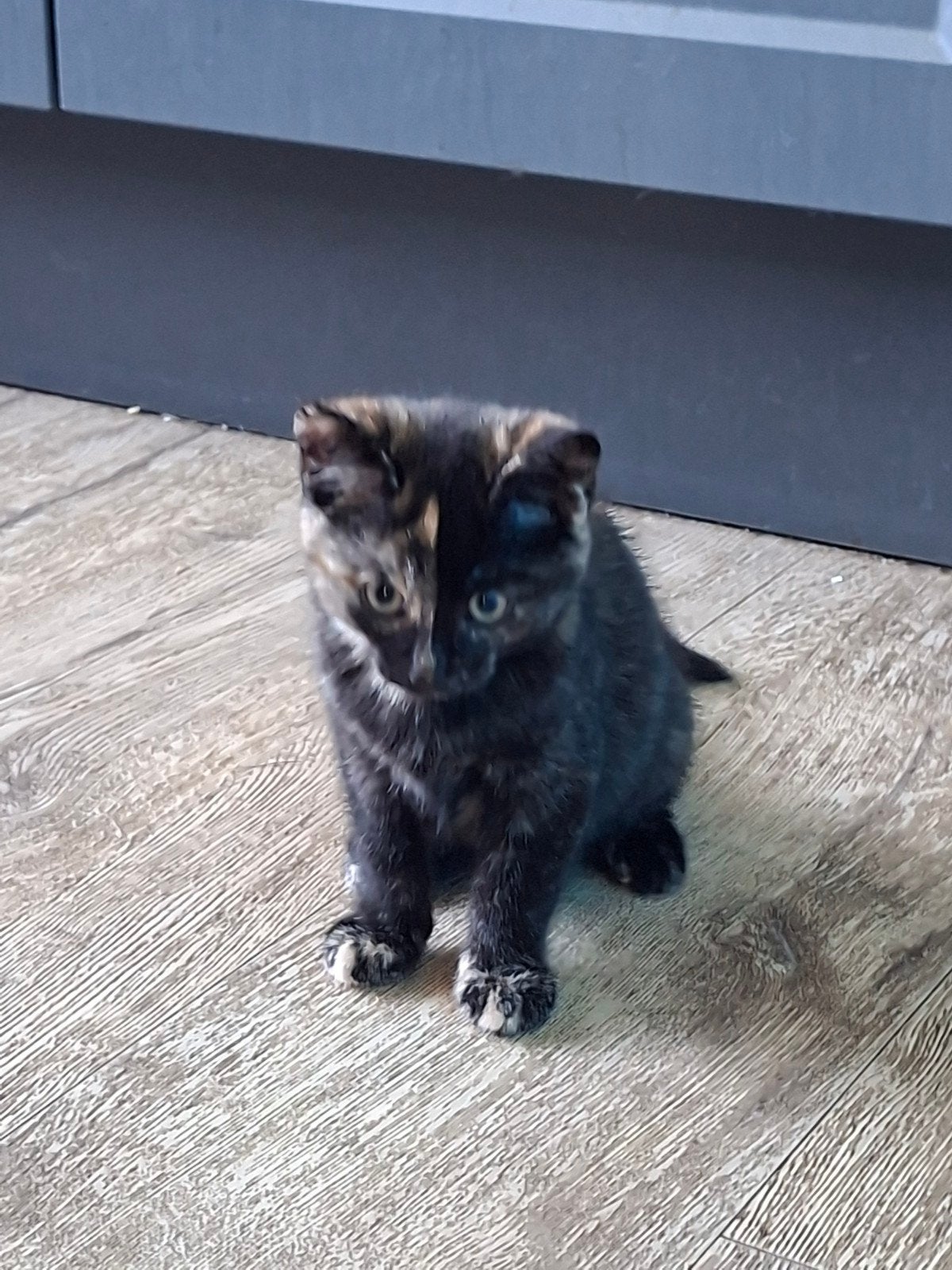 NIEUW ADVERTENTIE Lieve boerderij kittens, Meerdere dieren, Kortharig, 0 tot 2 jaar