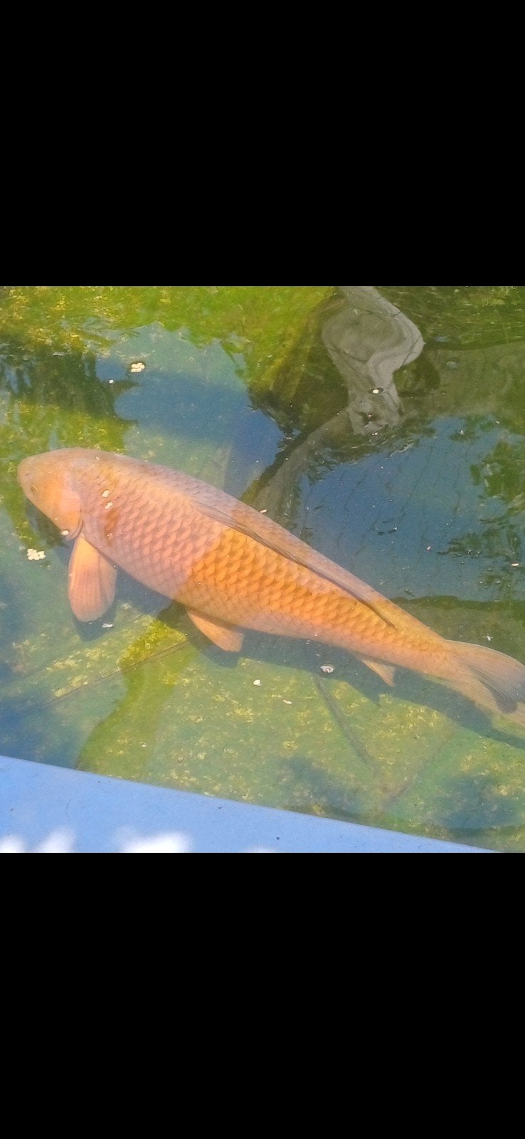 Chagoi bruin 55/60 cm, Karper of Koi