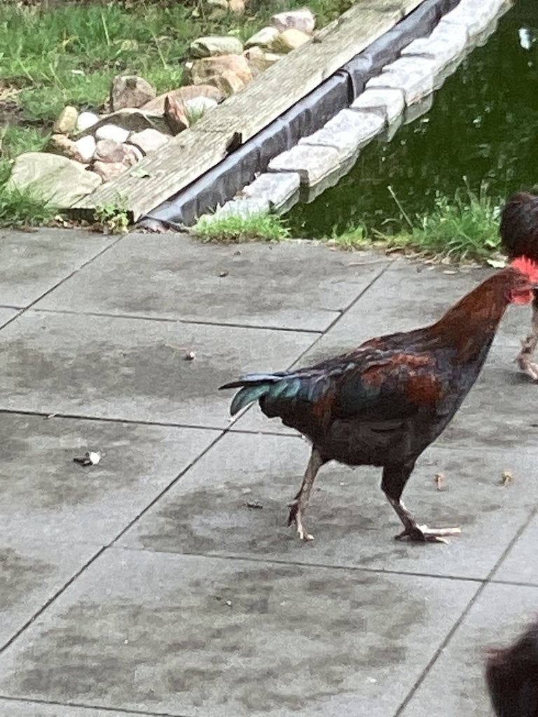 Gratis Marans haan 12 weken oud, Dieren en Toebehoren, Mannelijk, Kip