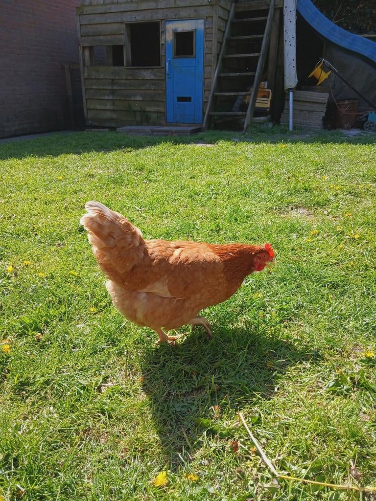 Legkippen, Dieren en Toebehoren, Vrouwelijk, Kip