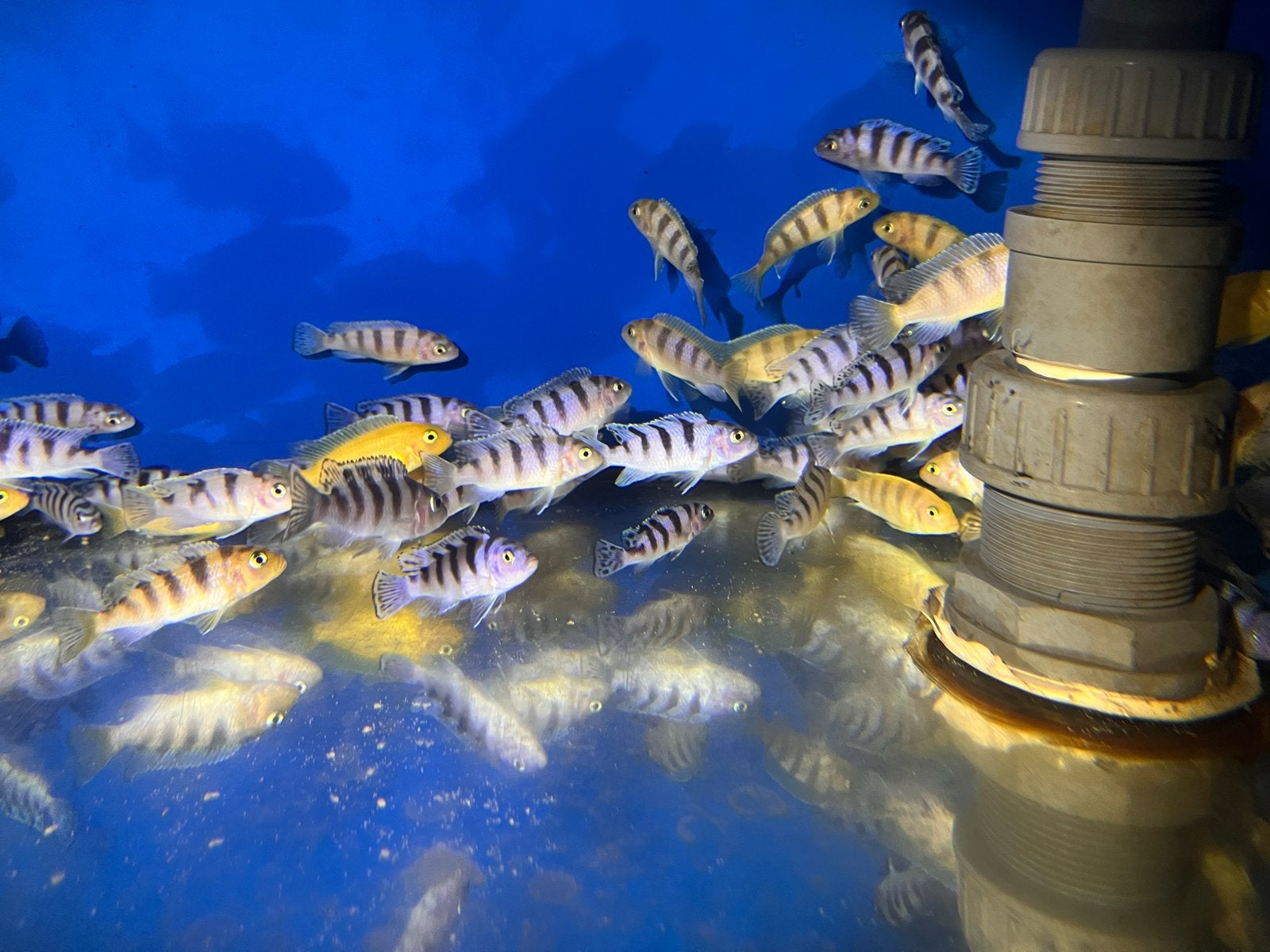 Pseudotropheus/ Metraclima lombardoi, Vis