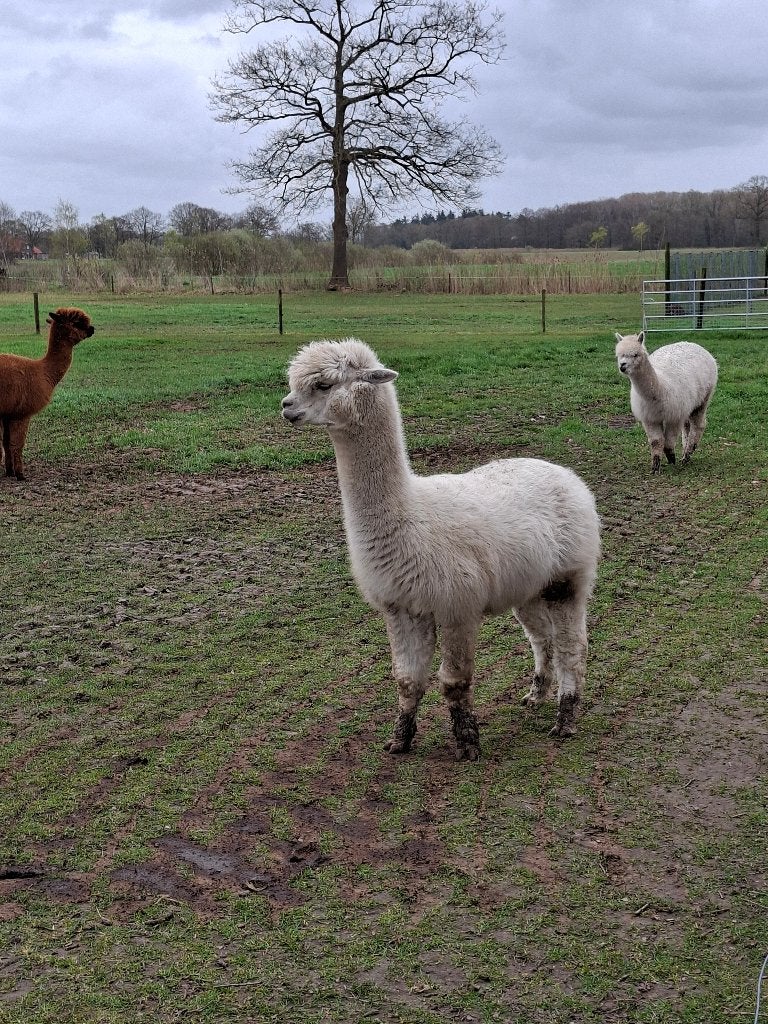 Mooie rustige Alpaca Hengst, Mannelijk, Schaap, 6 jaar of ouder
