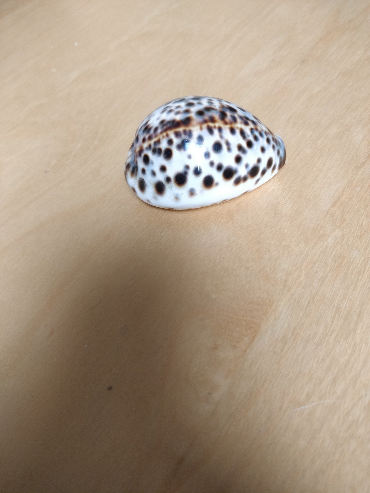 Mooie schelp (tijgerkauri), Ophalen of Verzenden, Zo goed als nieuw