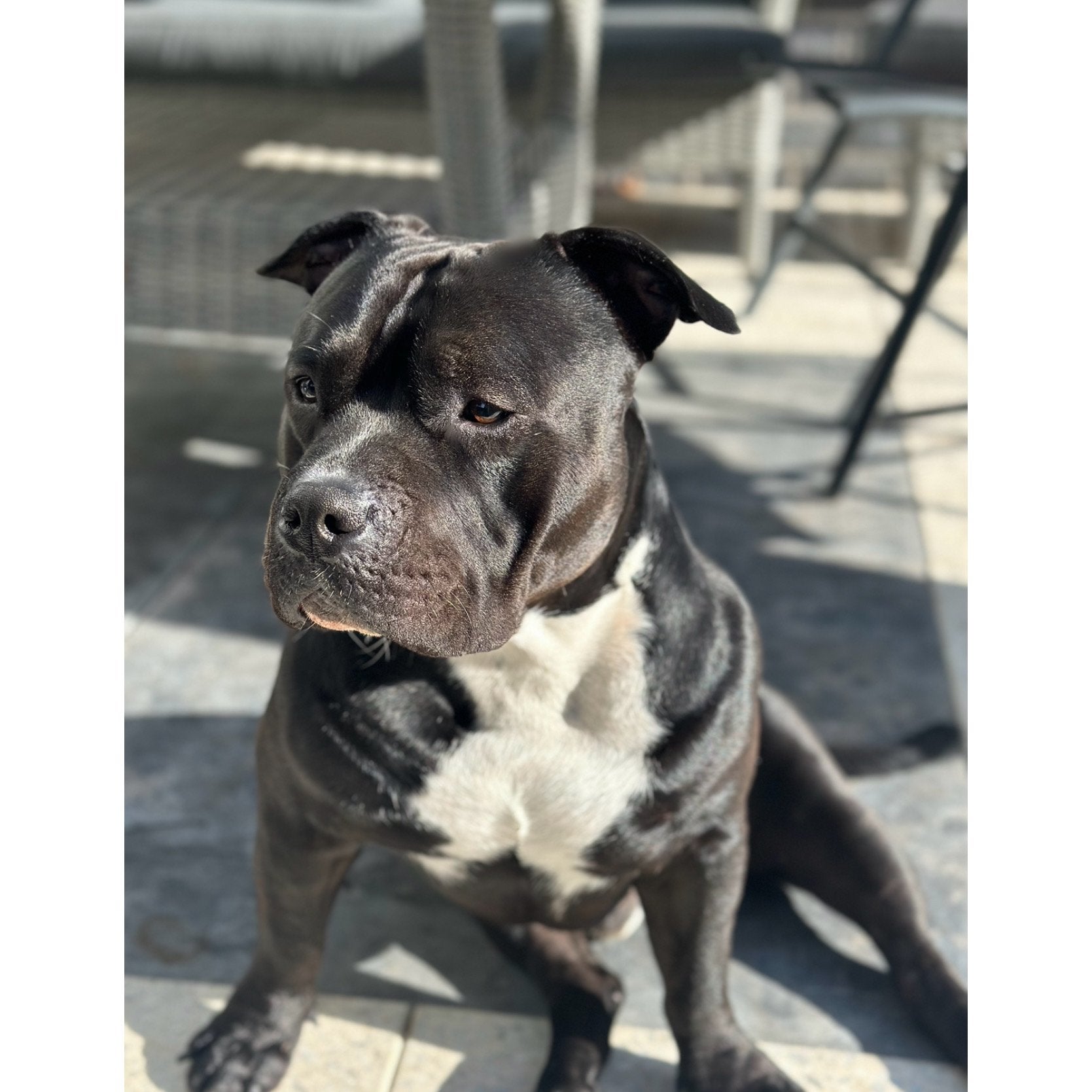 Pocket bully, Reu, CDV (hondenziekte), 1 tot 2 jaar, Eén hond