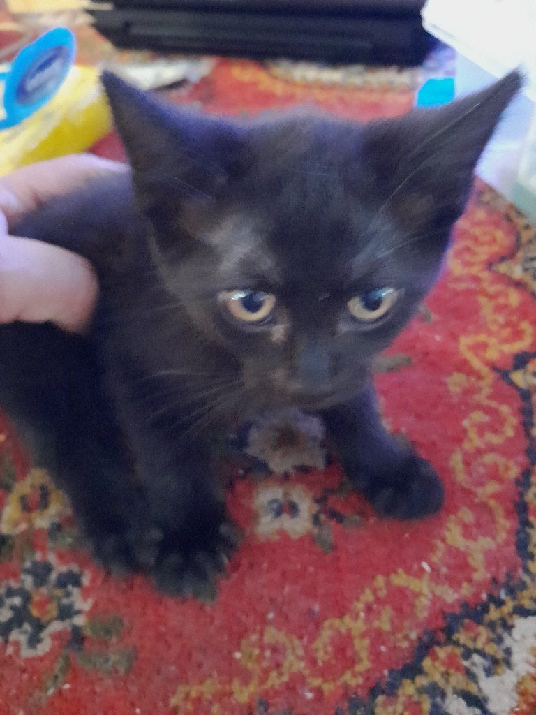 3 lieve kittens die een ander huisje zoeken., Dieren en Toebehoren, Meerdere dieren, Kortharig, 0 tot 2 jaar