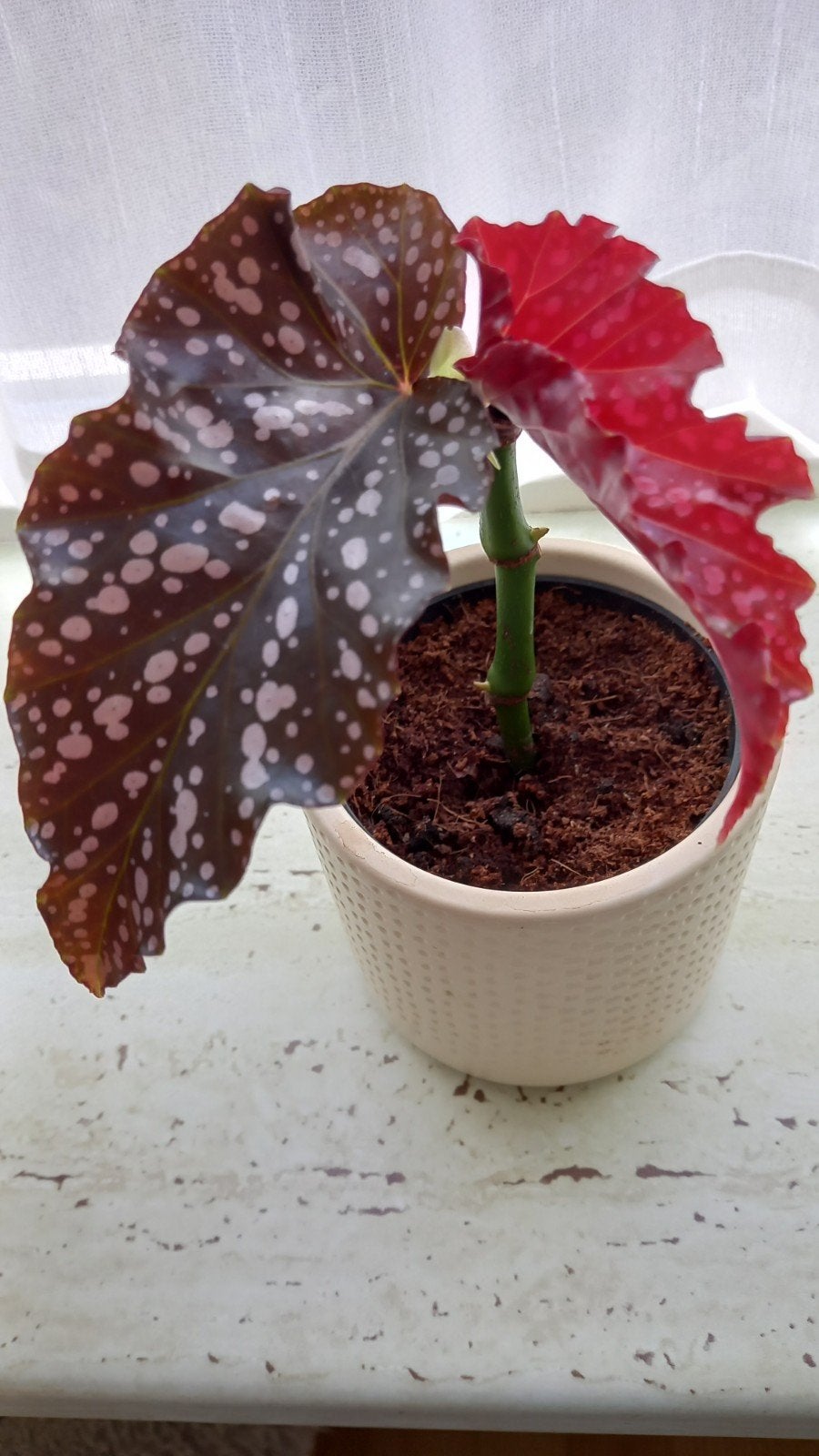Begonia, Ophalen, Halfschaduw, Minder dan 100 cm