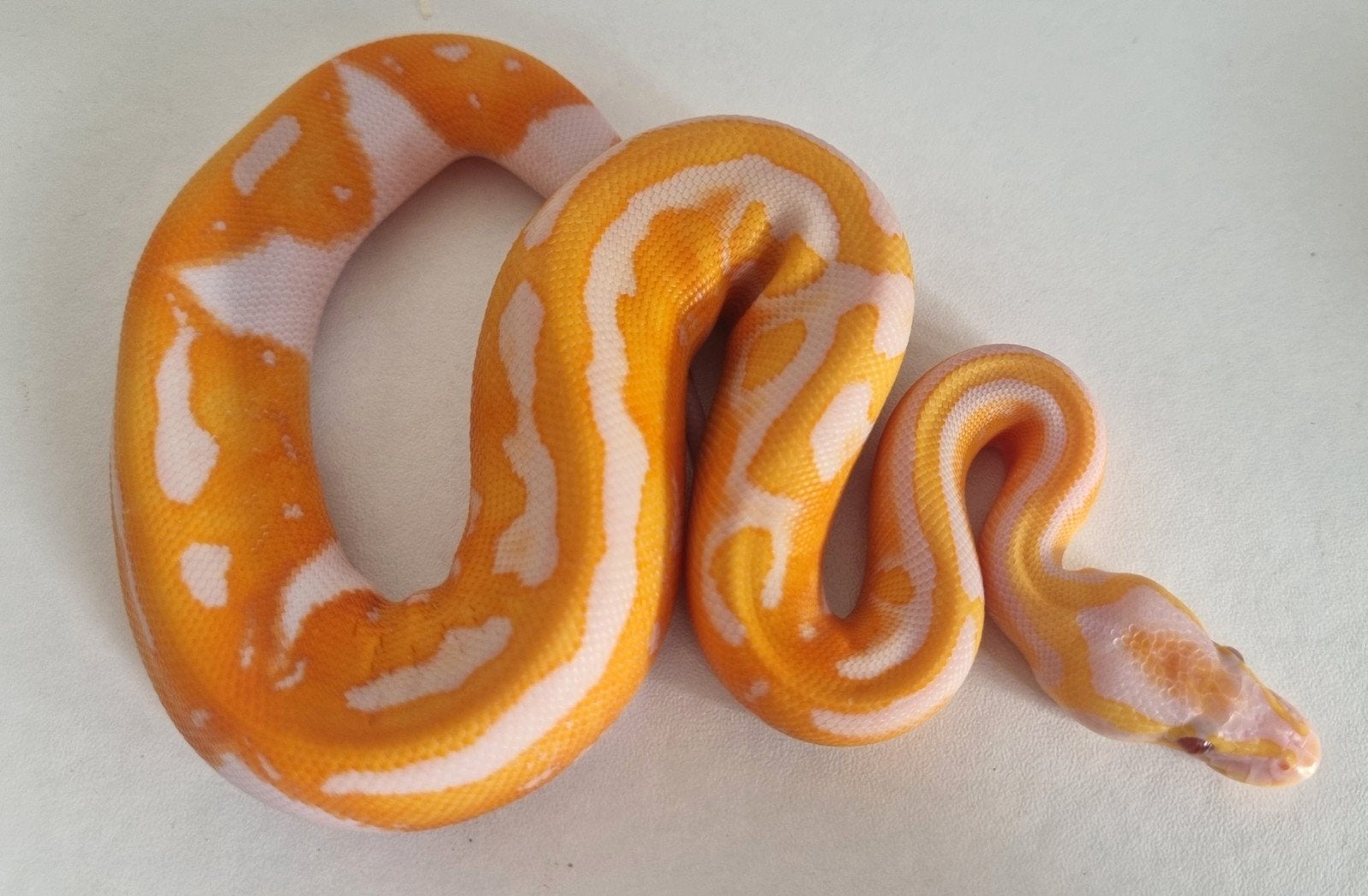 1.0 blackhead dreamsicle koningspython Ball Python photo 4