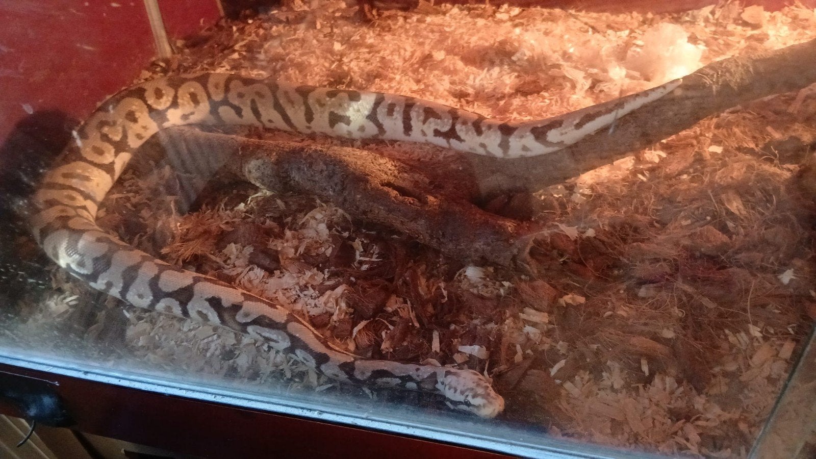 te koop Koningspython met bak Ball Python photo 3