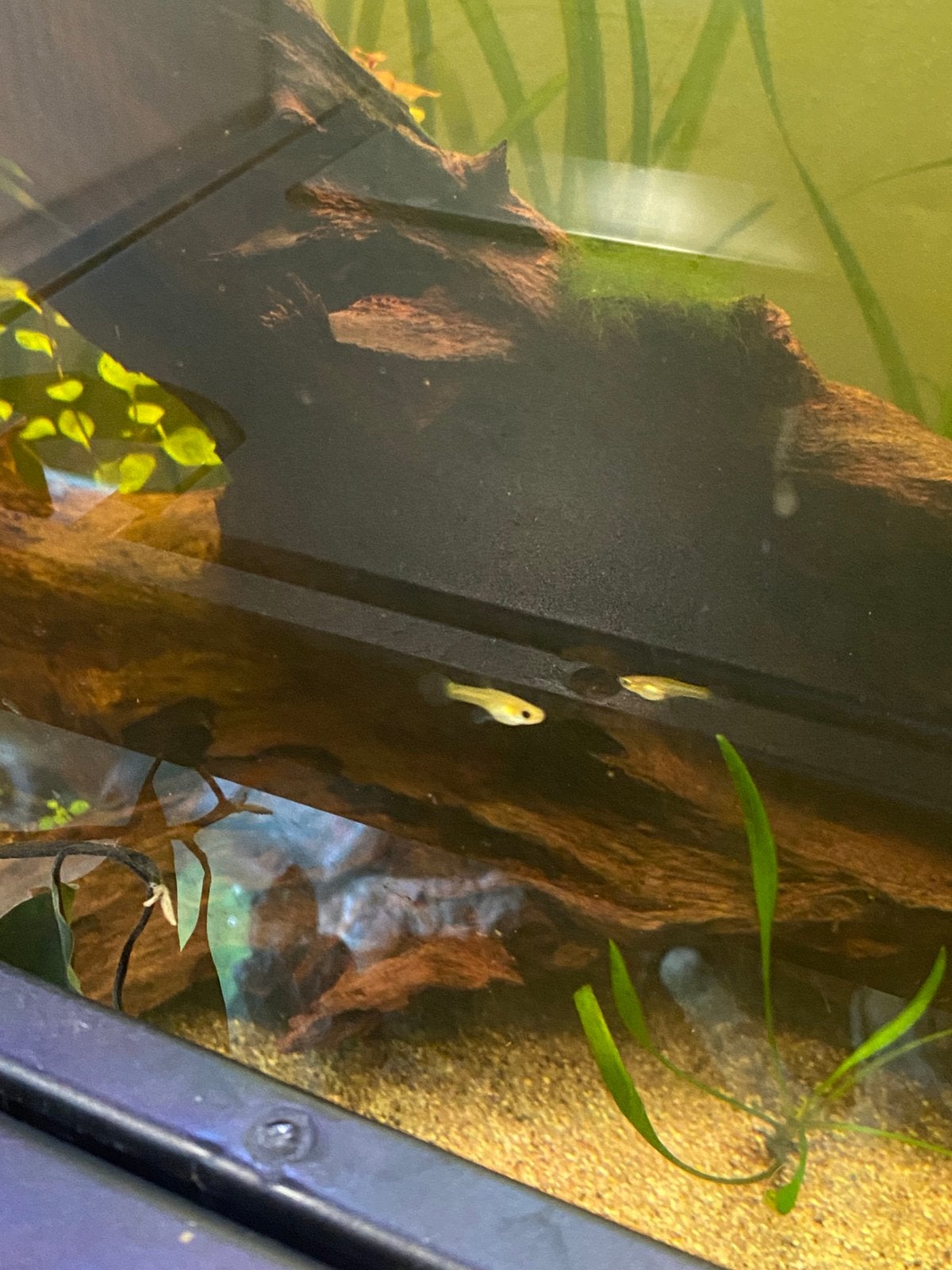 Hele jonge (endler) guppies, Vis, Zoetwatervis, Schoolvis