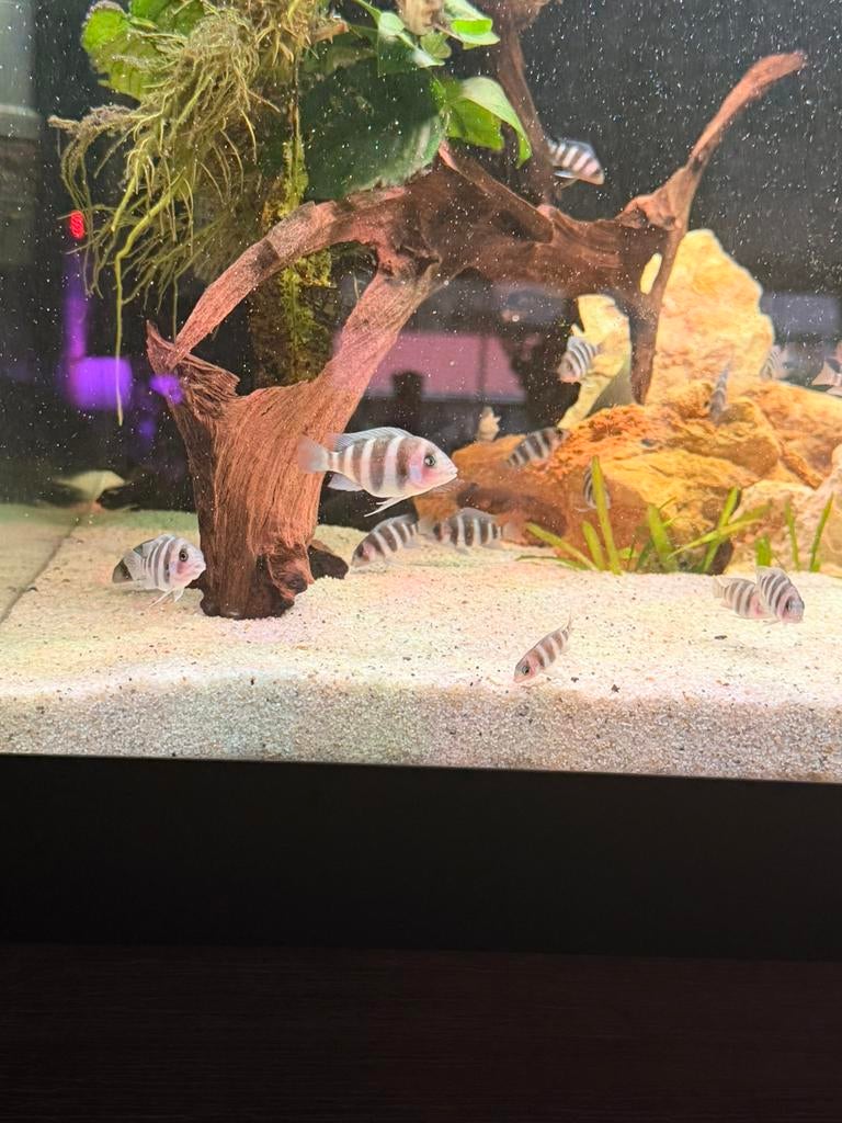 Frontosa, Dieren en Toebehoren, Vis