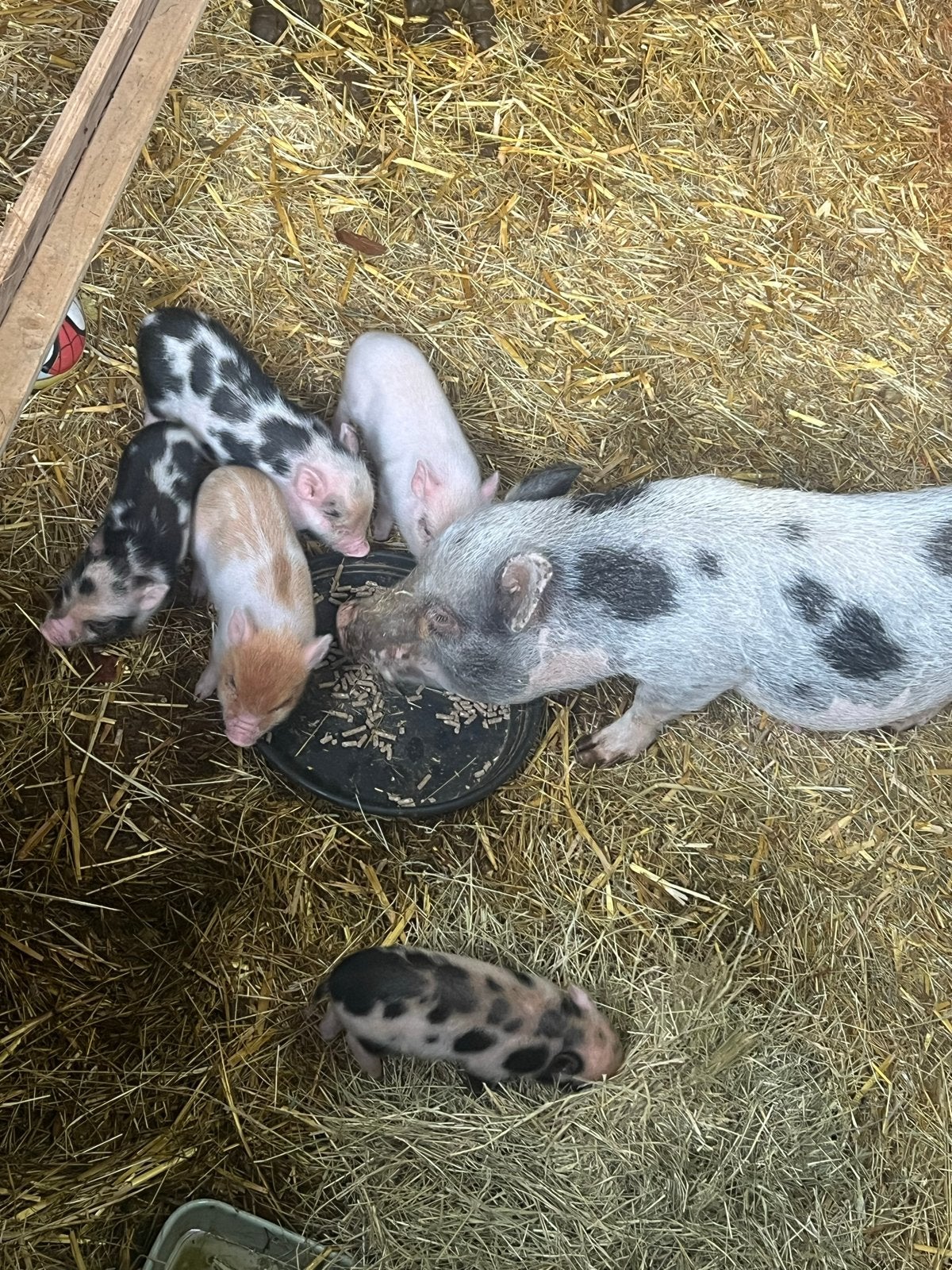 Te koop, mooie mini varkens / biggen, Meerdere dieren, Varken, 0 tot 2 jaar