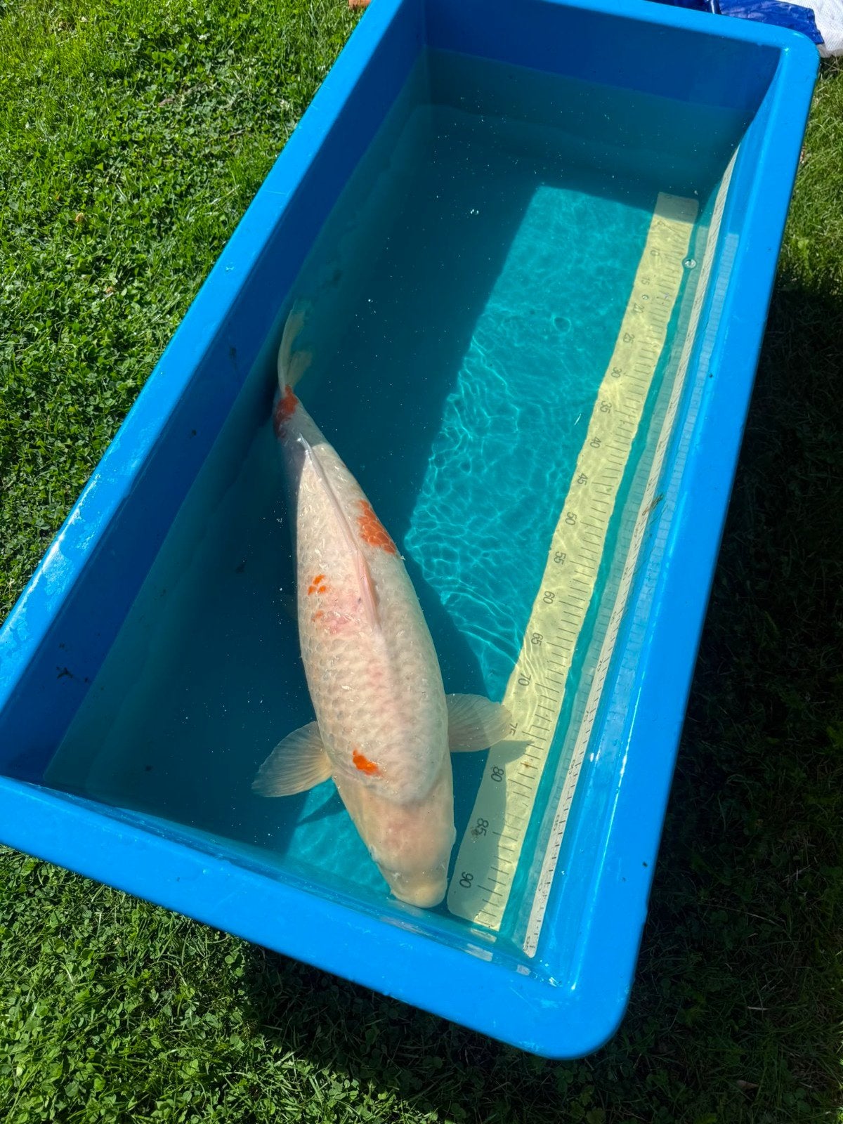 koi, Karper of Koi