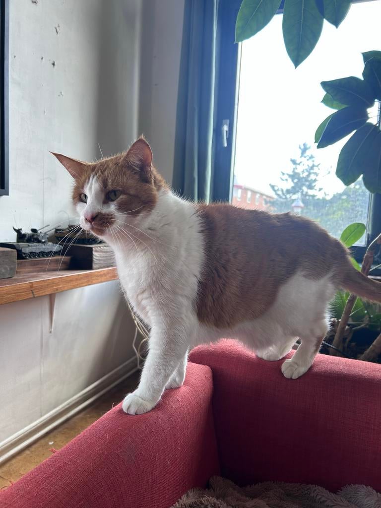 Charlie poes 6 jaar gesteriliseerd zoekt nieuw huisje!, Poes