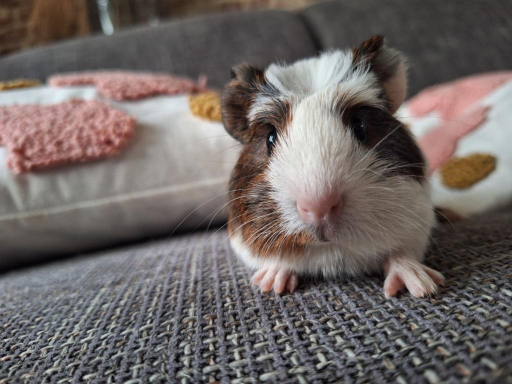 Cavia zeugje 3 weken oud, Dieren en Toebehoren, Cavia, April, Vrouwelijk, Tam