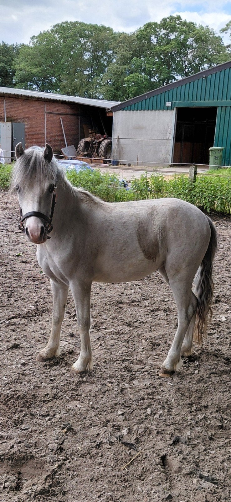 Lieve 2 jarige ruin, Dieren en Toebehoren, Ruin, Onbeleerd, Met stamboom, 0 tot 2 jaar