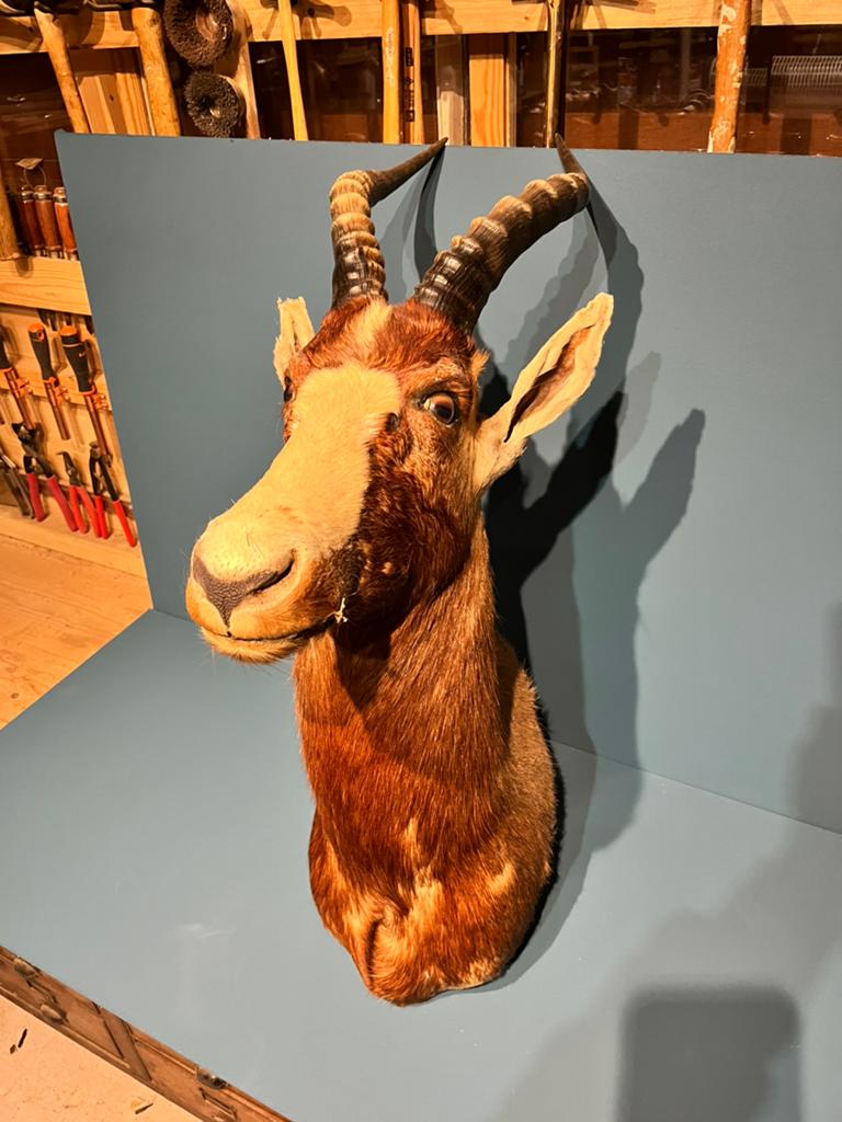 Opgezette Blesbok Kop - Unieke Wanddecoratie, Ophalen, Wandsculptuur, Gebruikt, Vintage