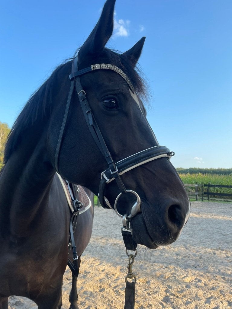 Oldenburger Merrie, Dieren en Toebehoren, Paarden, Merrie, Niet van toepassing, 170 tot 175 cm, 11 jaar of ouder, Dressuurpaard