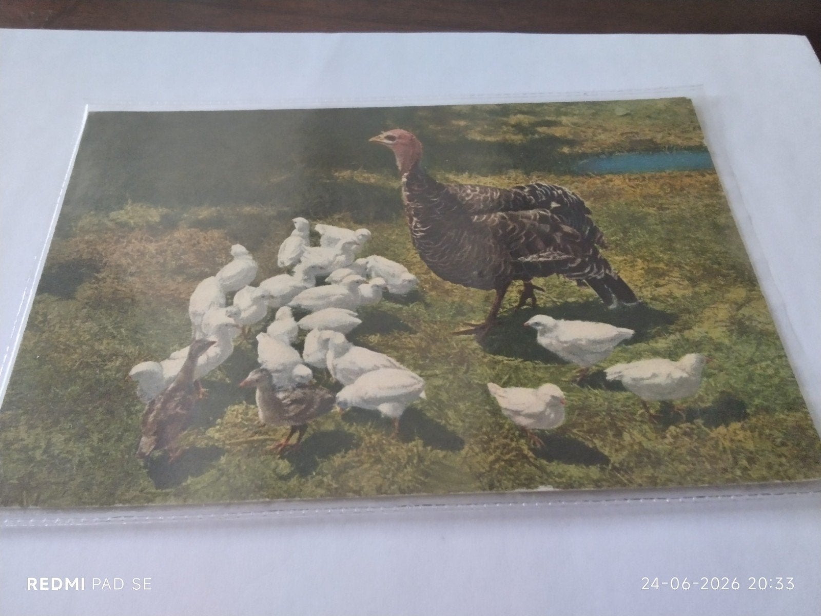 Oude Ansichtkaart: Kalkoen met kuikens, Gelopen, Verzamelen, Ansichtkaarten | Themakaarten, Ophalen of Verzenden, Voor 1920, Gelopen