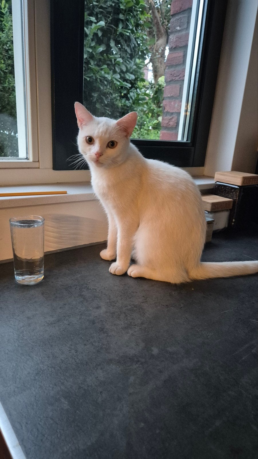 Nieuw baasje gezocht voor witte kort harige poes, Dieren en Toebehoren, Katten en Kittens | Overige Katten, Poes