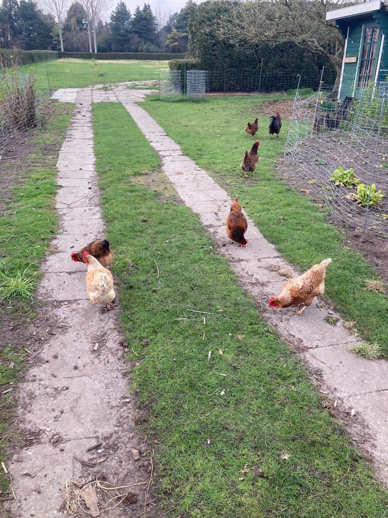 Vier legkippen, Dieren en Toebehoren, Vrouwelijk, Kip