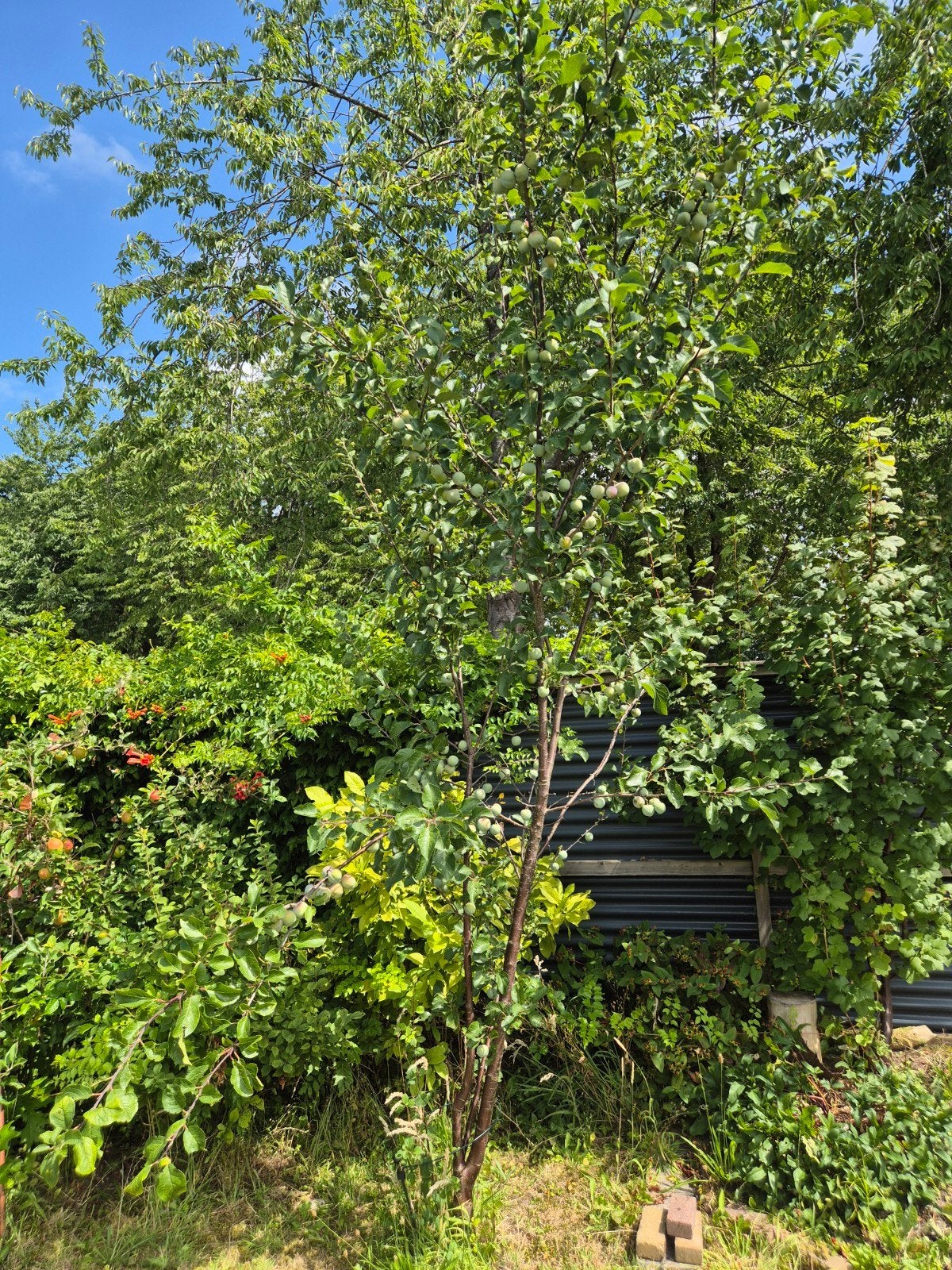 Pruimenboom, zelf uitgraven, ongeveer 4 meter hoog, Tuin en Terras, Ophalen