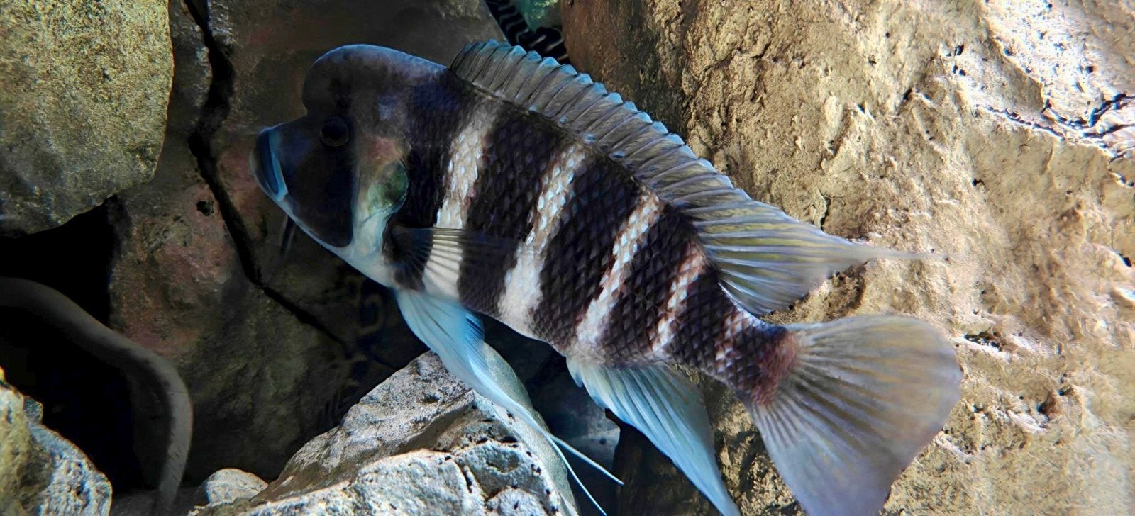 Foto 6 van Cyphotilapia frontosa 'Kigoma' 7-stripe - groep 2.3