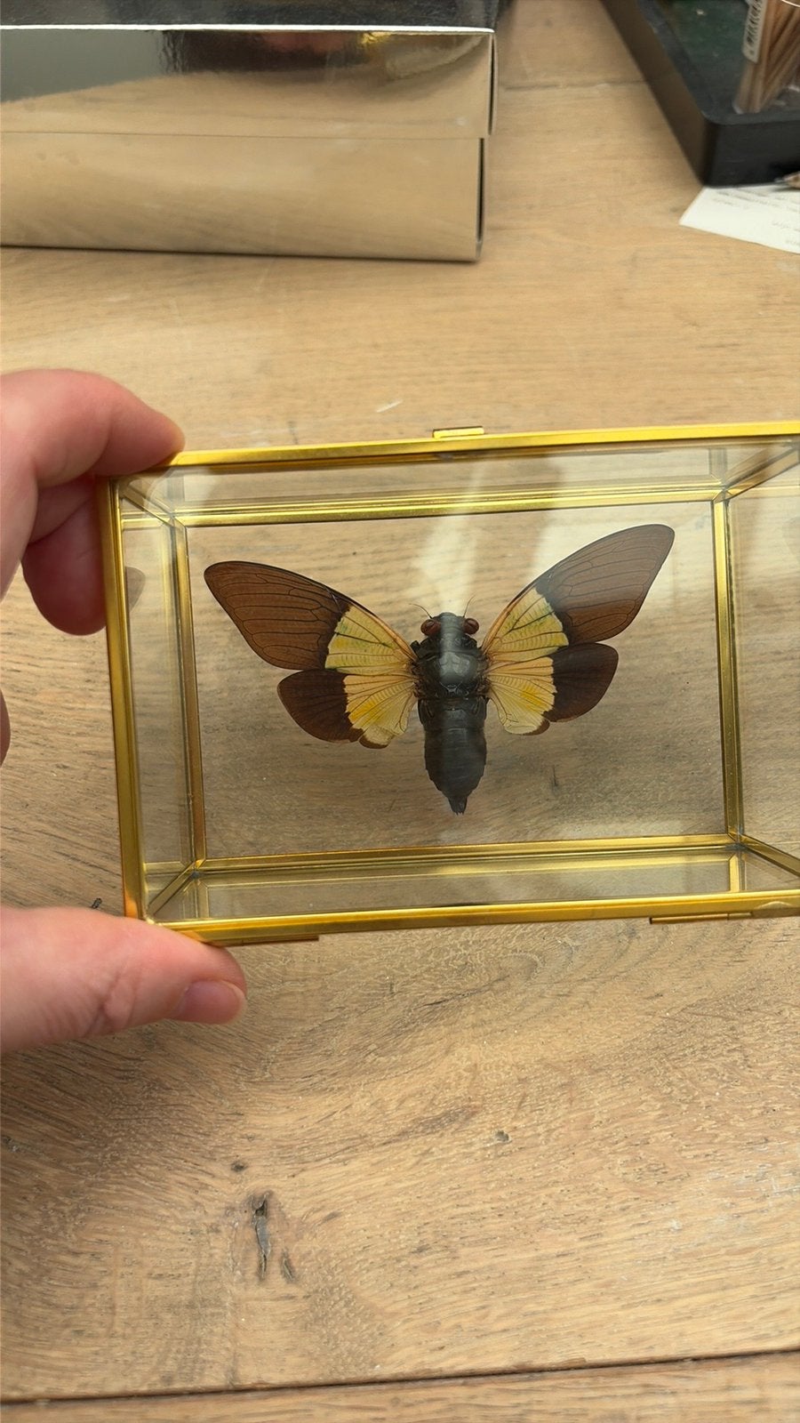 Taxidermie opgezette cicade Trengganua Sybilla, Ophalen of Verzenden, Nieuw, Insect, Opgezet dier
