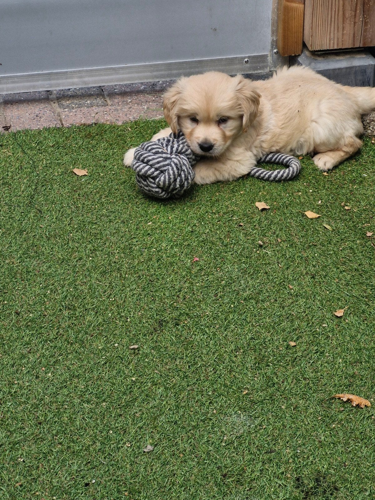 golden retriever pup, Dieren en Toebehoren, Honden | Retrievers, Spaniëls en Waterhonden, 8 tot 15 weken, Teef, Eén hond, Parvo