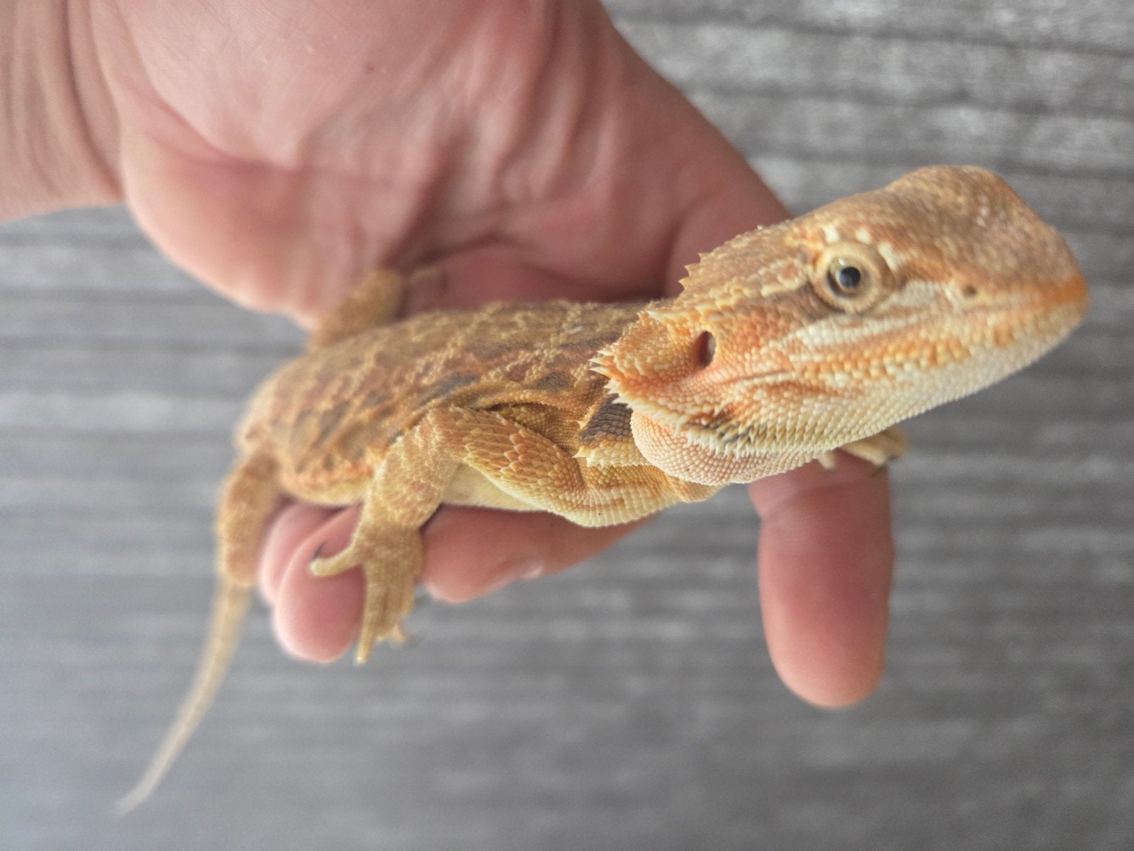 Baardagaam Pogona Vitticeps Red Orange Tiger Leatherback Bearded Dragon photo 3