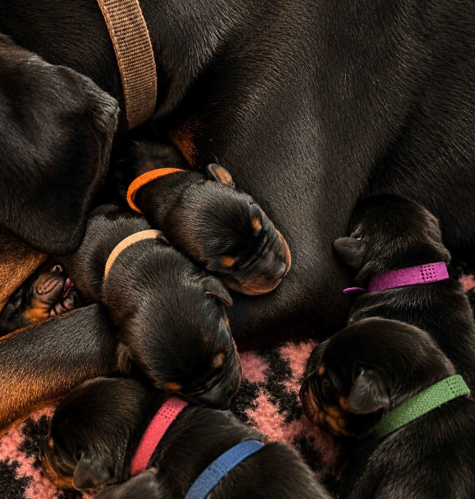 Dobermann pups, Dieren en Toebehoren, CDV (hondenziekte), 8 tot 15 weken, Meerdere, Meerdere dieren