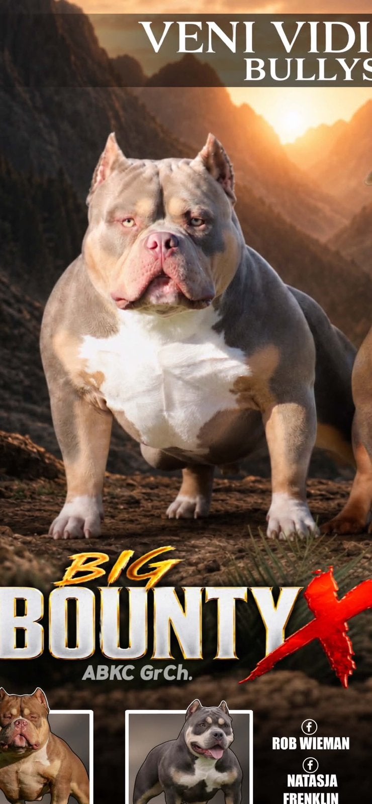 Foto 4 van 🔥American bully pups uit grand champion line, tricolors