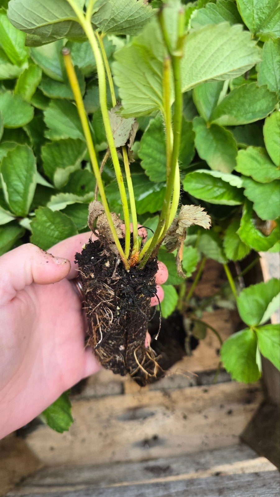 Aardbeien stekjes Korona., Ophalen, Minder dan 100 cm, Overige soorten, Zomer