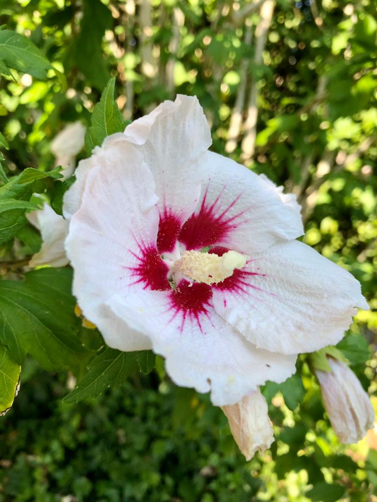 Hibiscus syriacus- hibiscus struikje, wit met rose/rood hart, Ophalen, Overige soorten, Struik, Minder dan 100 cm