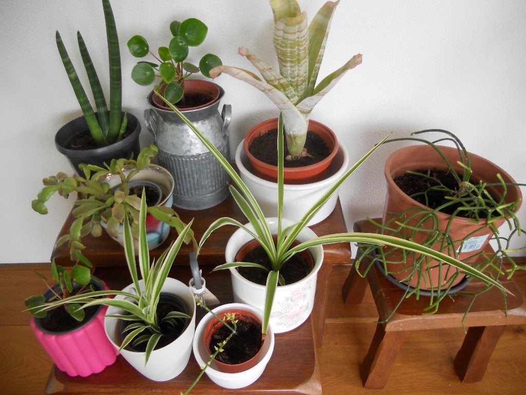 10 kamerplanten + bloempotten, Huis en Inrichting, Kamerplanten, Ophalen, Overige soorten, Halfschaduw, In pot