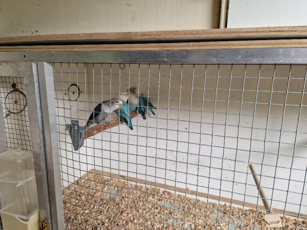 Vogels, Meerdere dieren, Parkiet
