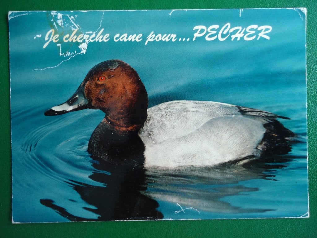 (1998) Dierenkaart: EEND, Verzenden, 1980 tot heden, Gelopen, Vogel