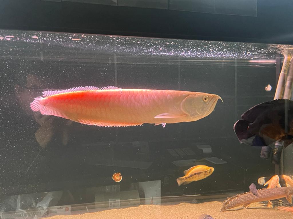 Lutino arowana 50 cm, Dieren en Toebehoren, Vissen | Aquariumvissen, Vis