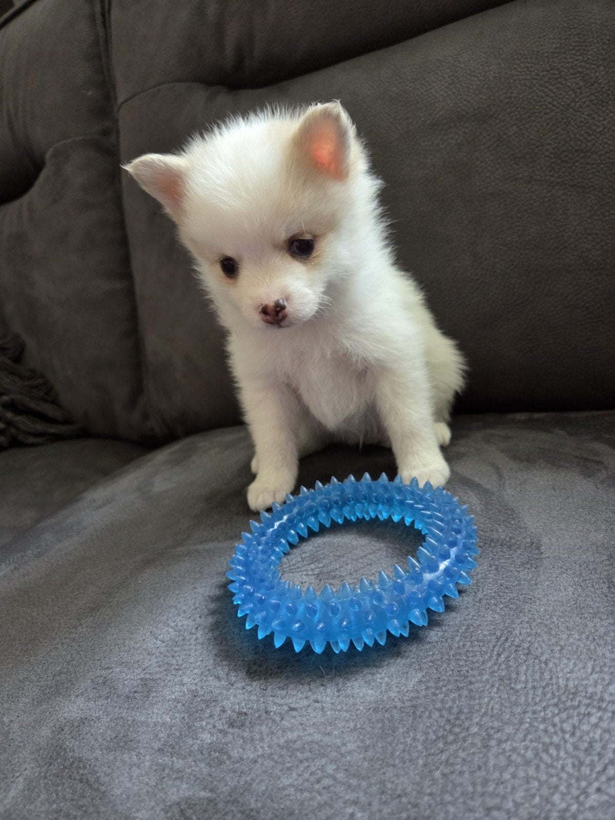 Prachtige Pomerianan Pomsky pups F3, Dieren en Toebehoren, 8 tot 15 weken, Poolhond, Parvo, Meerdere
