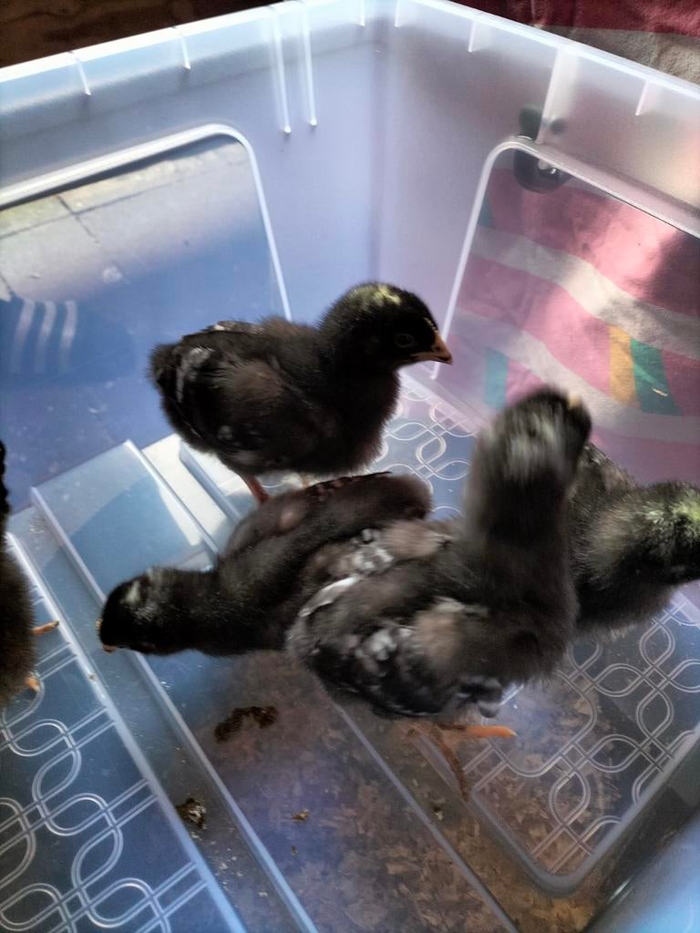 5 Amrock Kuikens, Dieren en Toebehoren, Pluimvee, Meerdere dieren, Kip