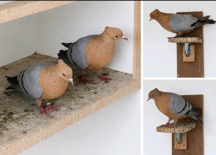 te koop vinkduiven, Meerdere dieren, Overige soorten