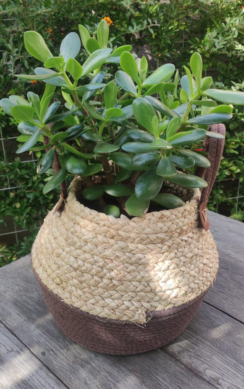 Crassula ovata / jadeplant of geldplant, Huis en Inrichting, Ophalen, Vetplant, Minder dan 100 cm, Volle zon