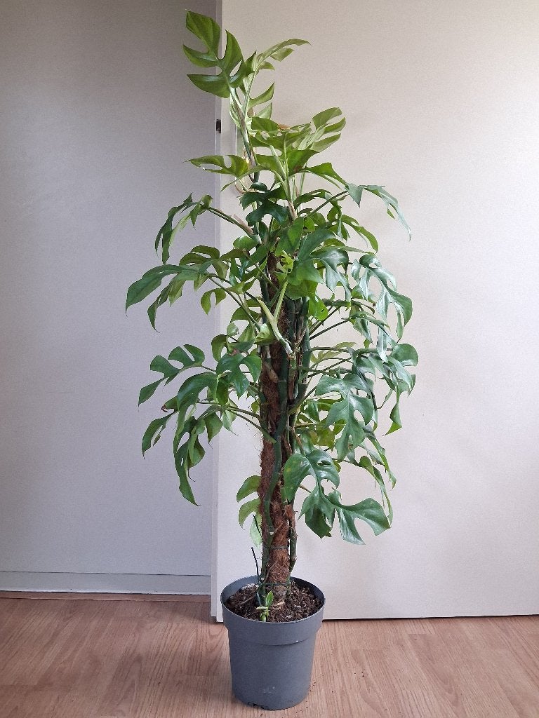 Monstera Minima - Raphidophora Tetrasperma/Gatenplant H120cm, Ophalen, 100 tot 150 cm, Overige soorten, Halfschaduw