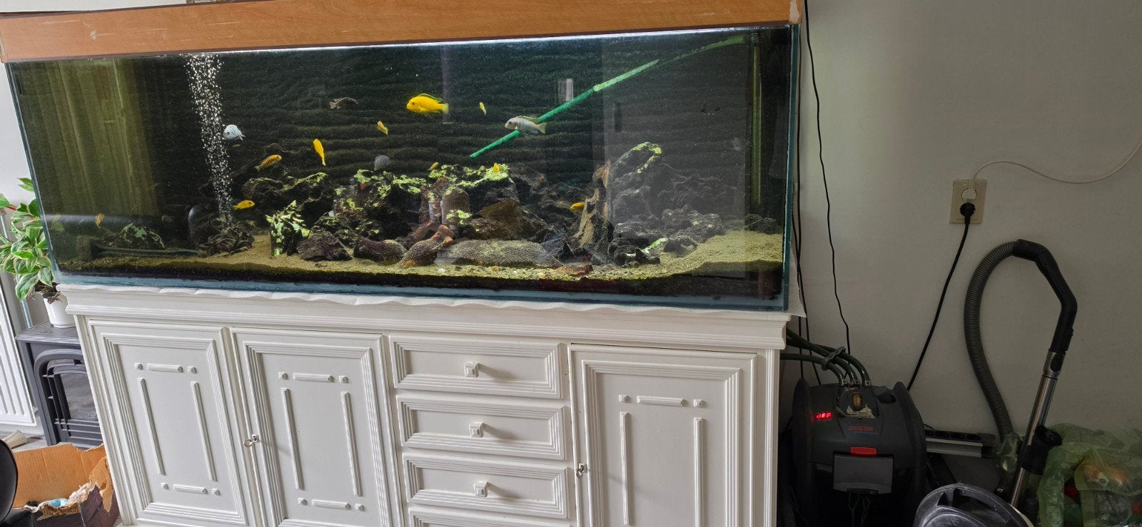 Aquarium met onderkast, cichliden en toebehoren, Dieren en Toebehoren, Ophalen, Inclusief toebehoren, Gebruikt, Gevuld zoetwateraquarium