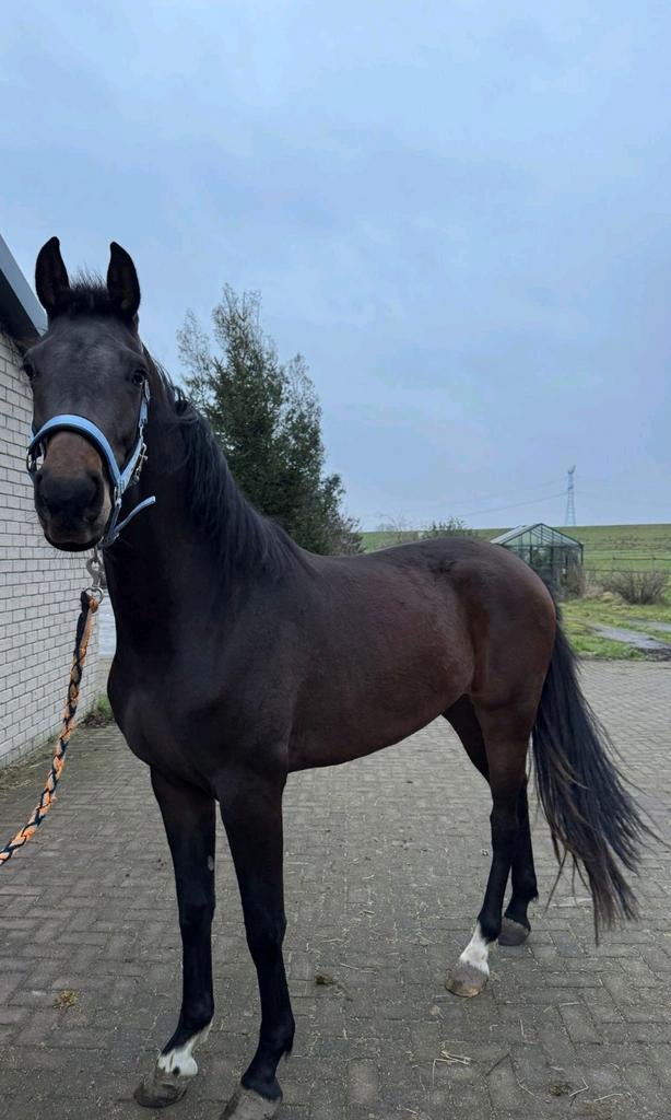 Super lieve 3 jaarlinge kwpn merrie next-level, Merrie, Met stamboom, Dressuurpaard, 3 tot 6 jaar