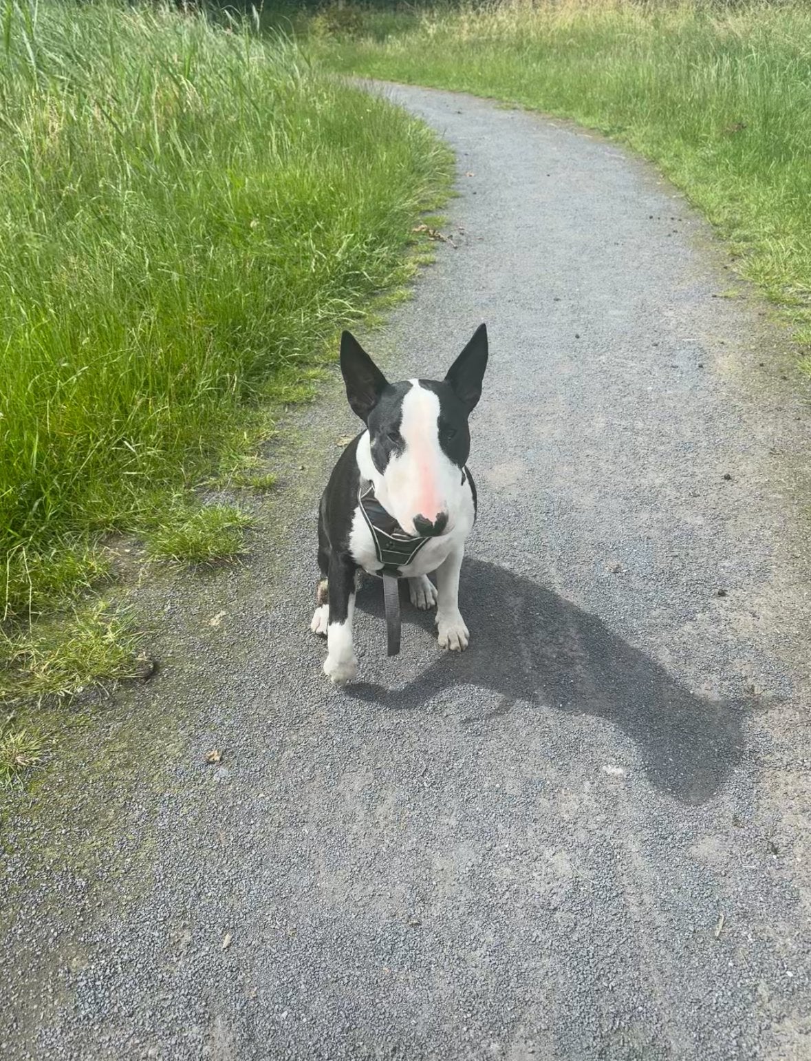 Bull Terrier teefje 9 maanden, Dieren en Toebehoren, Honden | Jack Russells en Terriërs, Teef, Overige rassen, Particulier, Eén hond