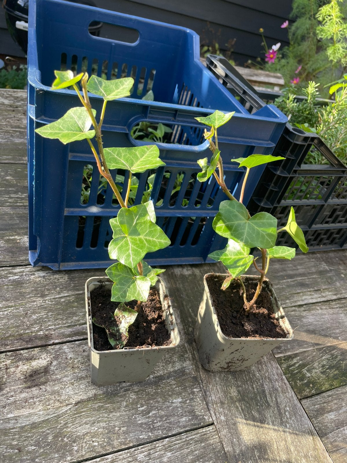 🪴 Klimop stekjes hedera biologisch gekweekt, Ophalen, Vaste plant, Halfschaduw, Klimplanten