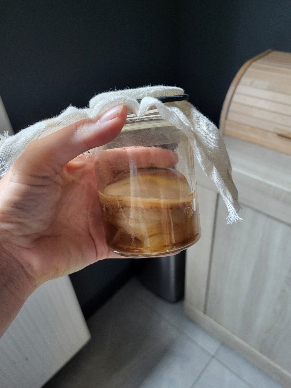 kombuchazwam (scoby), Ophalen