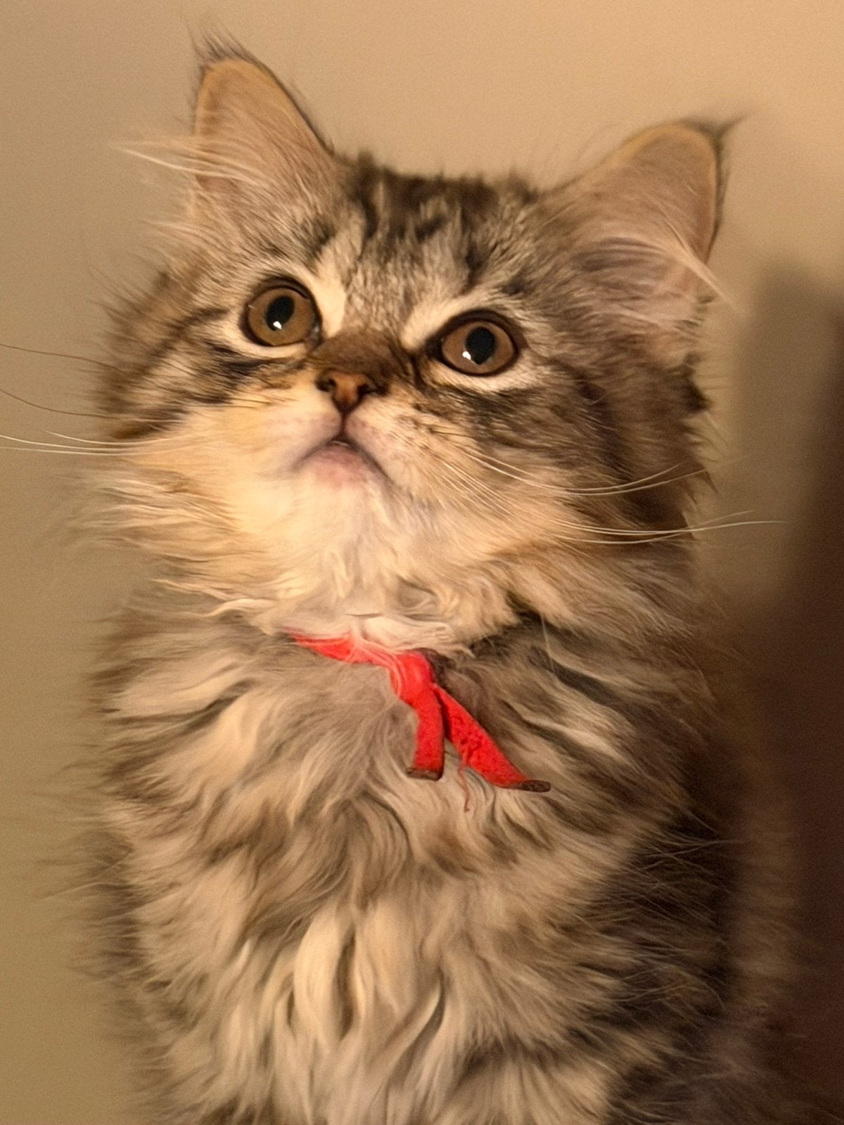 Raszuivere Britse Langhaar kittens Golden Tabby Chocolate😍, Dieren en Toebehoren, Meerdere dieren, Ontwormd, 0 tot 2 jaar
