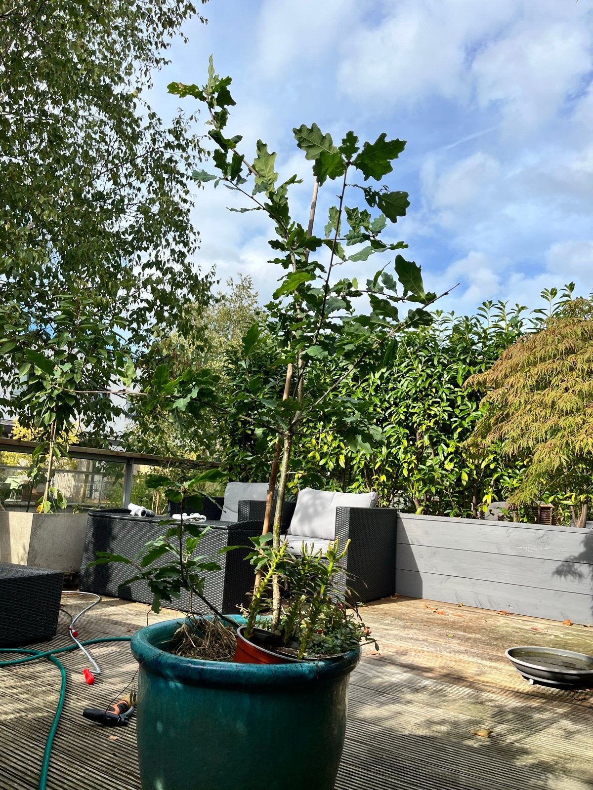 Jonge Eikenboom 1.70m  - Quercus Robur, Bloeit niet, Overige soorten, 100 tot 250 cm, Ophalen